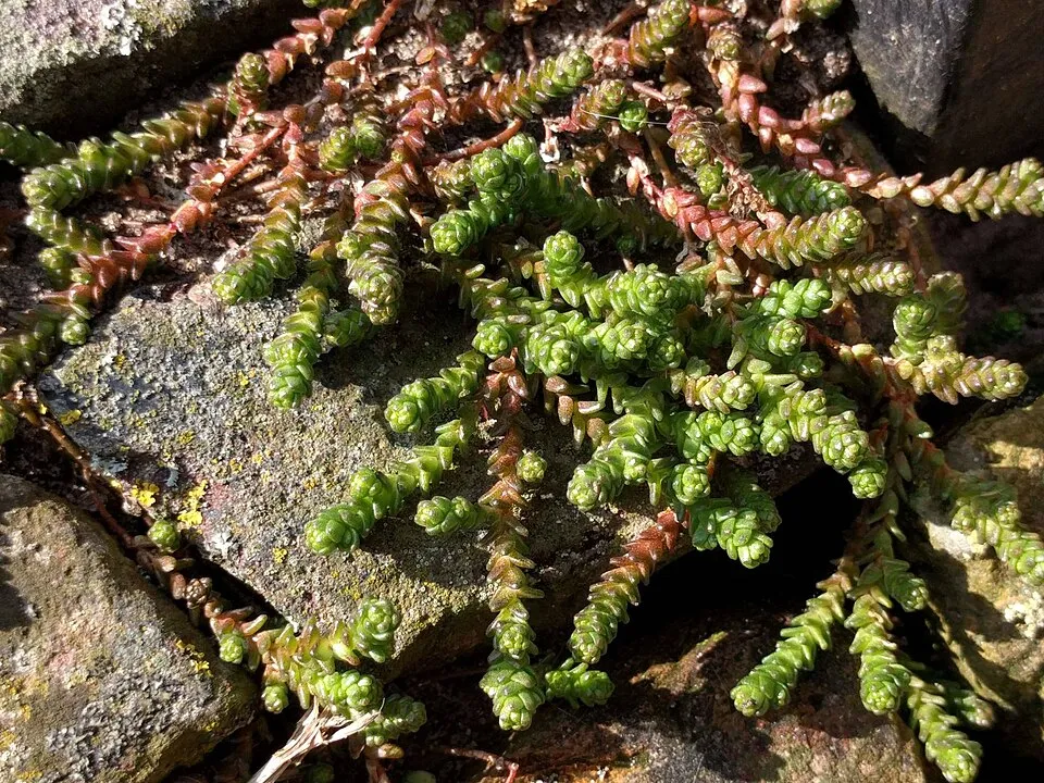 Borsos varjúháj / Sedum acre