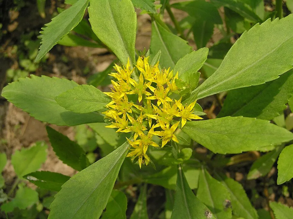 Aranysárga varjúháj / Sedum aizoon 'Aurantiacum'