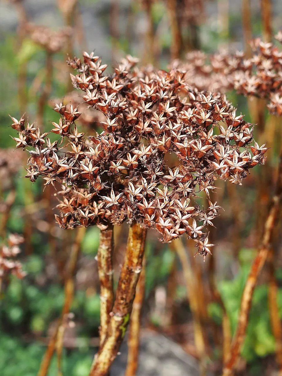 Aranysárga varjúháj / Sedum aizoon 'Aurantiacum'