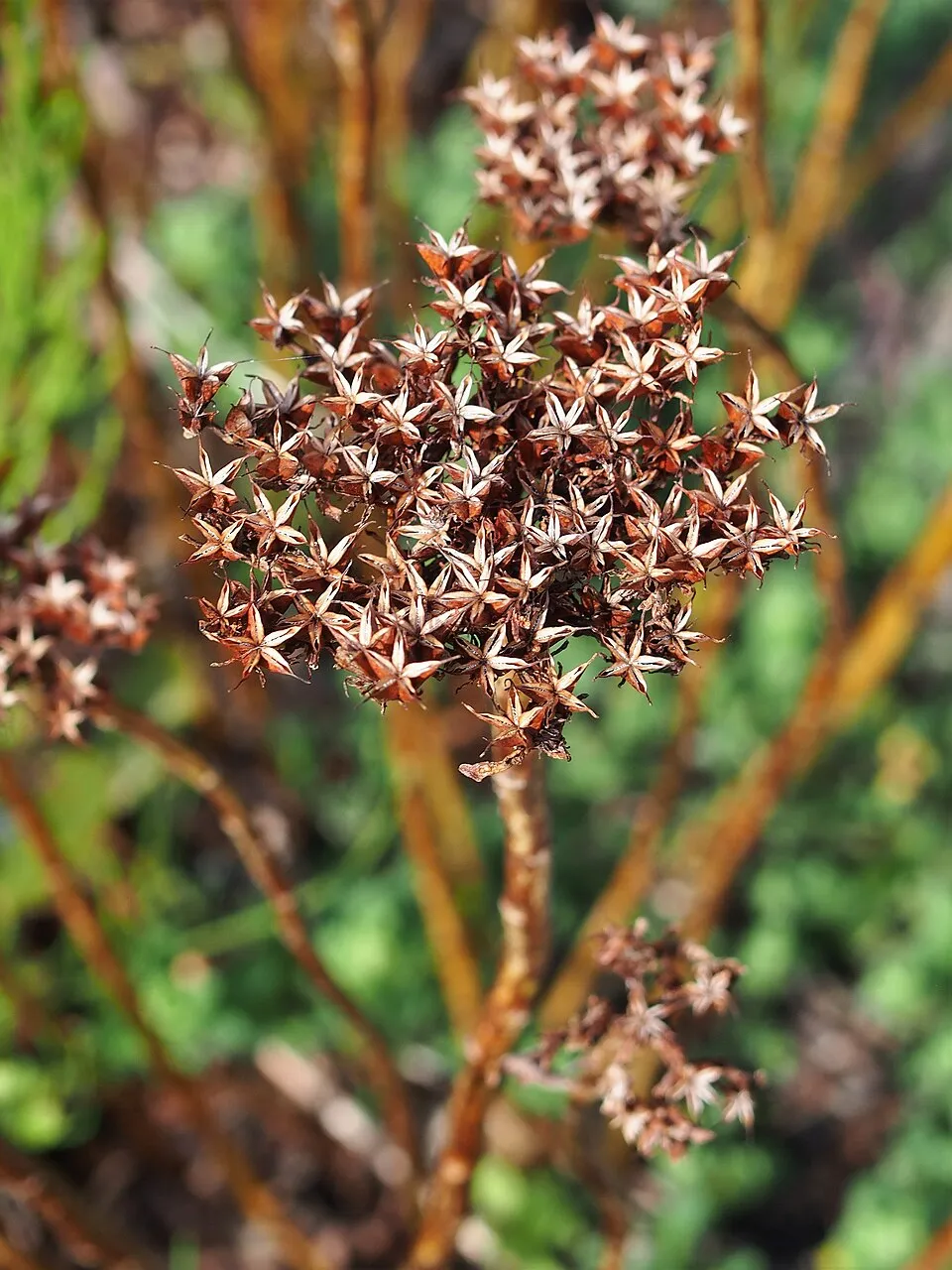Aranysárga varjúháj / Sedum aizoon 'Aurantiacum'