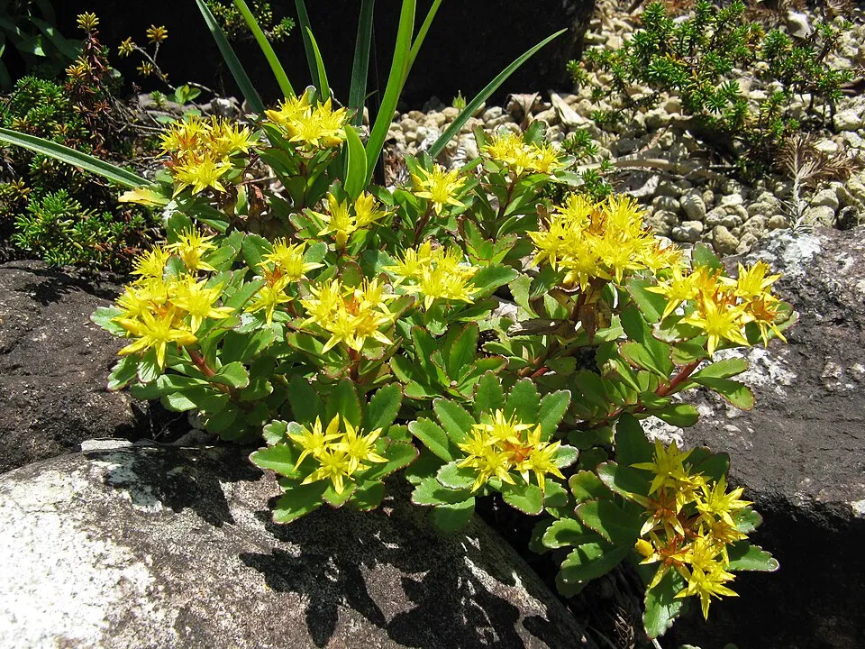 Aranysárga varjúháj / Sedum aizoon 'Aurantiacum'
