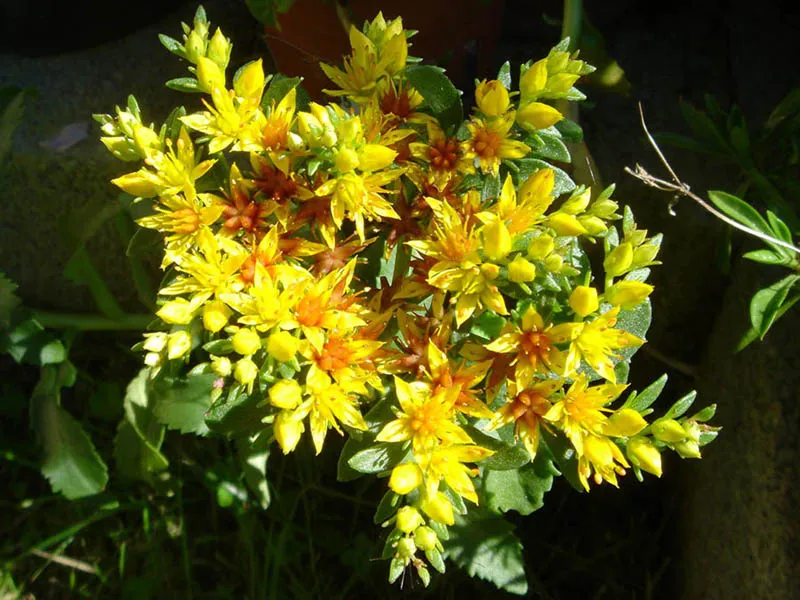 Aranysárga varjúháj / Sedum aizoon 'Aurantiacum'