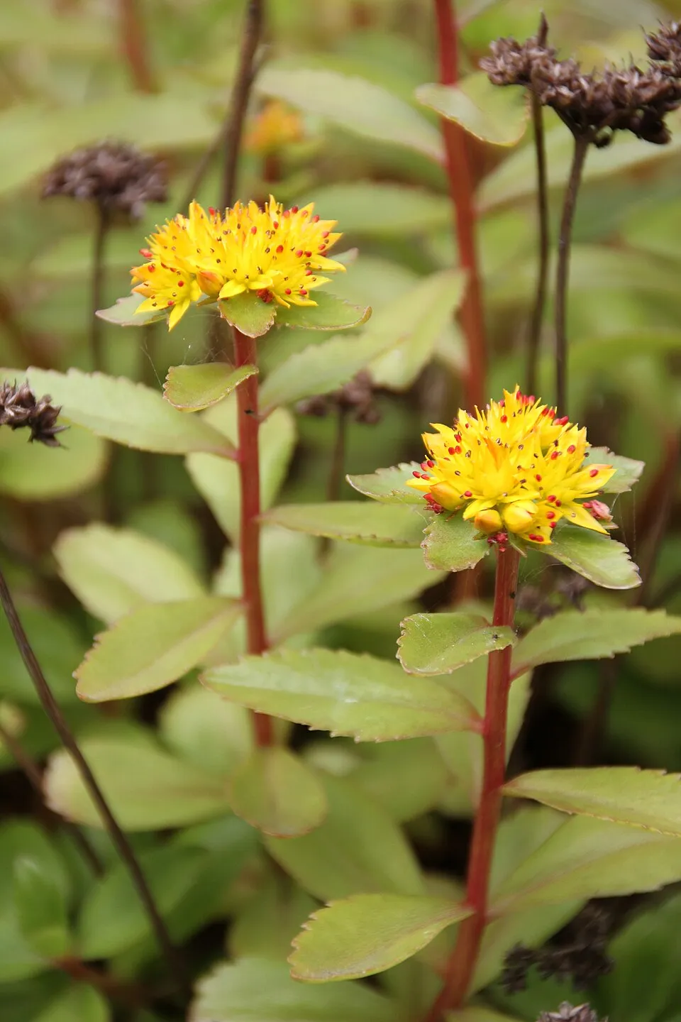 Aranysárga varjúháj / Sedum aizoon 'Aurantiacum'