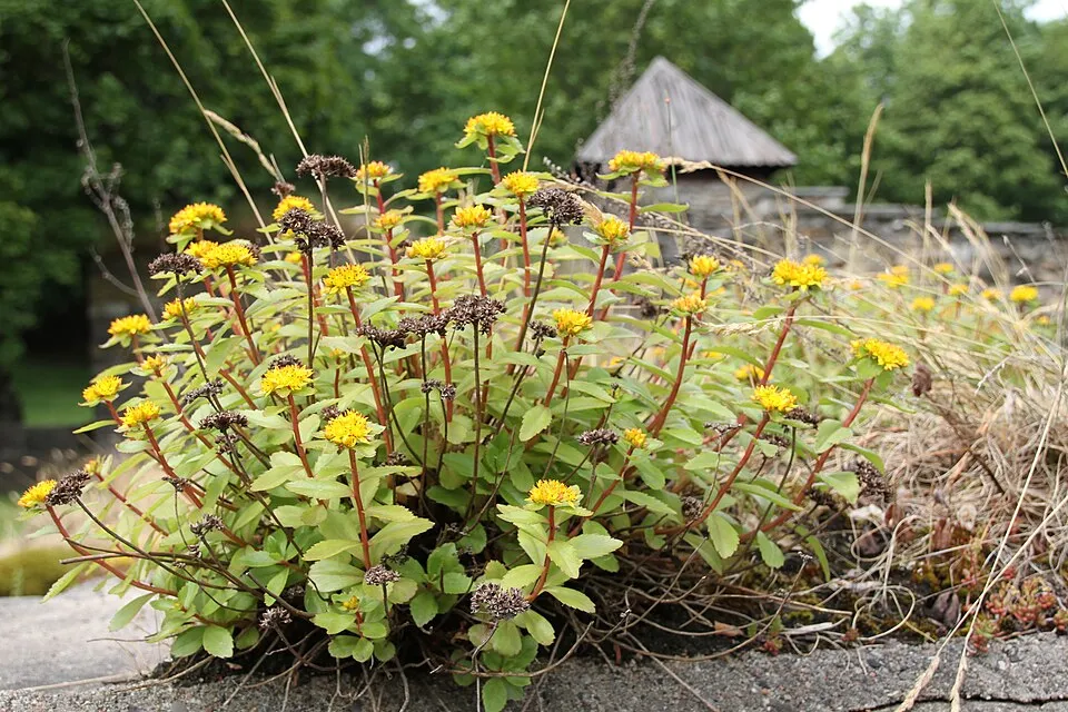 Aranysárga varjúháj / Sedum aizoon 'Aurantiacum'