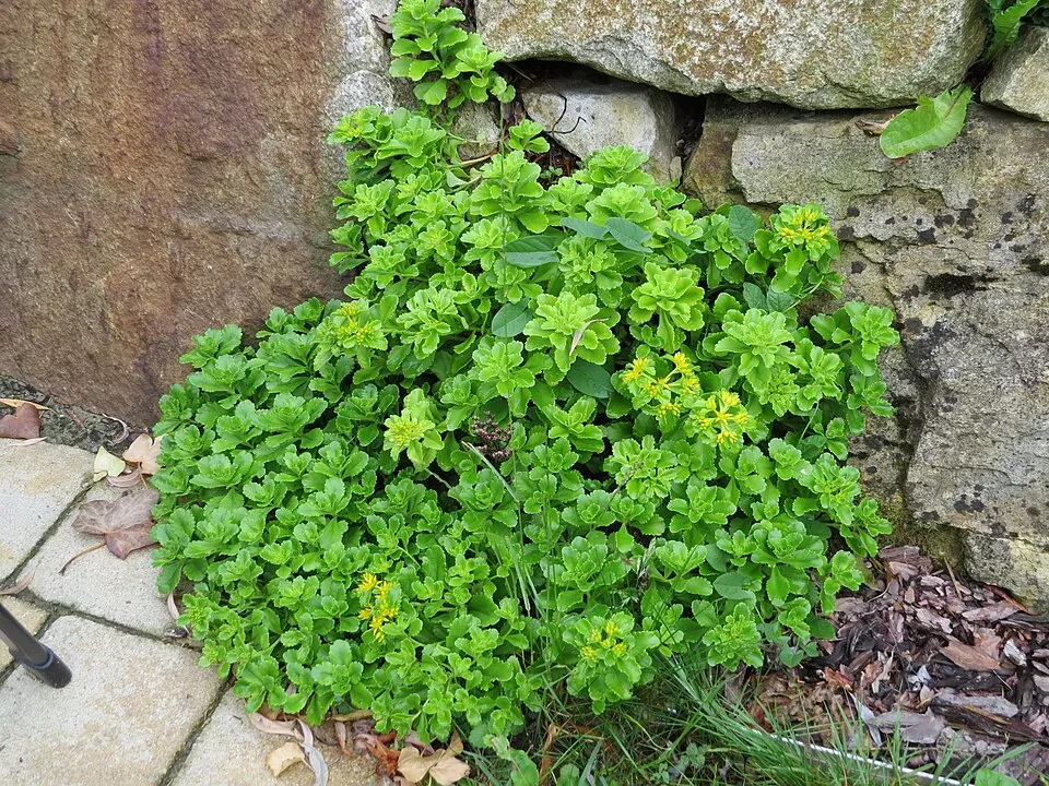Aranysárga varjúháj / Sedum aizoon 'Aurantiacum'