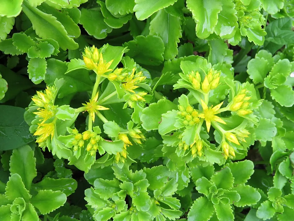 Aranysárga varjúháj / Sedum aizoon 'Aurantiacum'