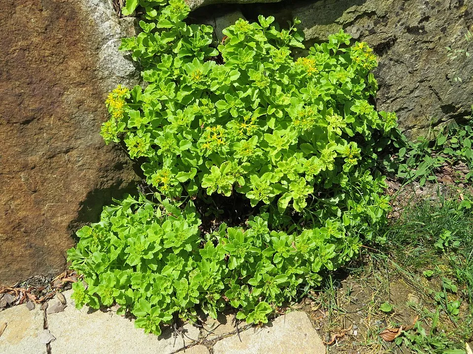 Aranysárga varjúháj / Sedum aizoon 'Aurantiacum'