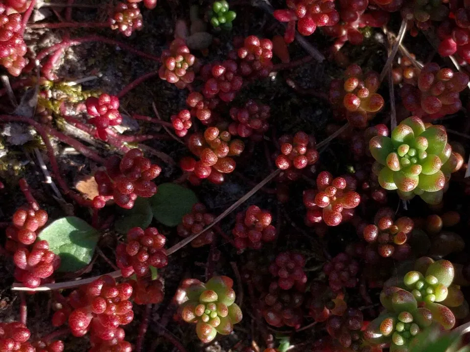 Fehér varjúháj / Sedum album 'Coral Carpet'