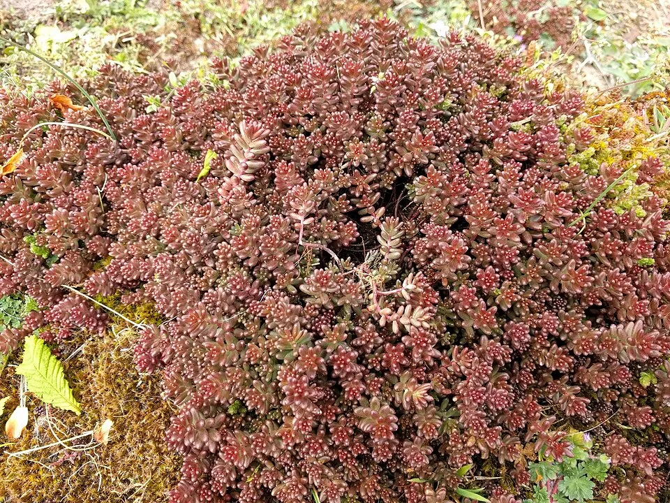 Fehér varjúháj / Sedum album 'Coral Carpet'