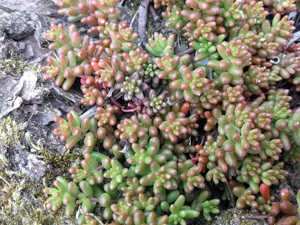 Fehér varjúháj / Sedum album 'Coral Carpet'