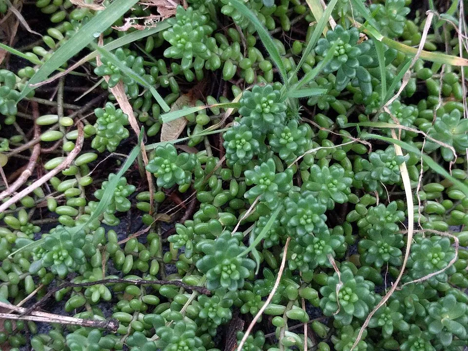 Fehér varjúháj / Sedum album 'Coral Carpet'
