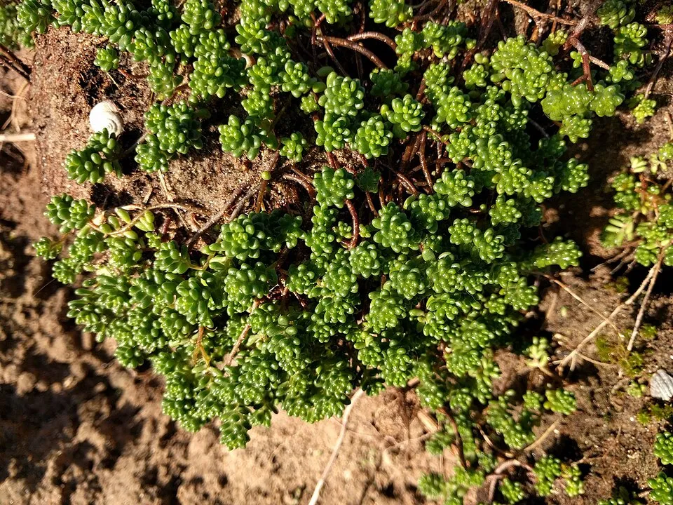 Fehér varjúháj / Sedum album 'Coral Carpet'