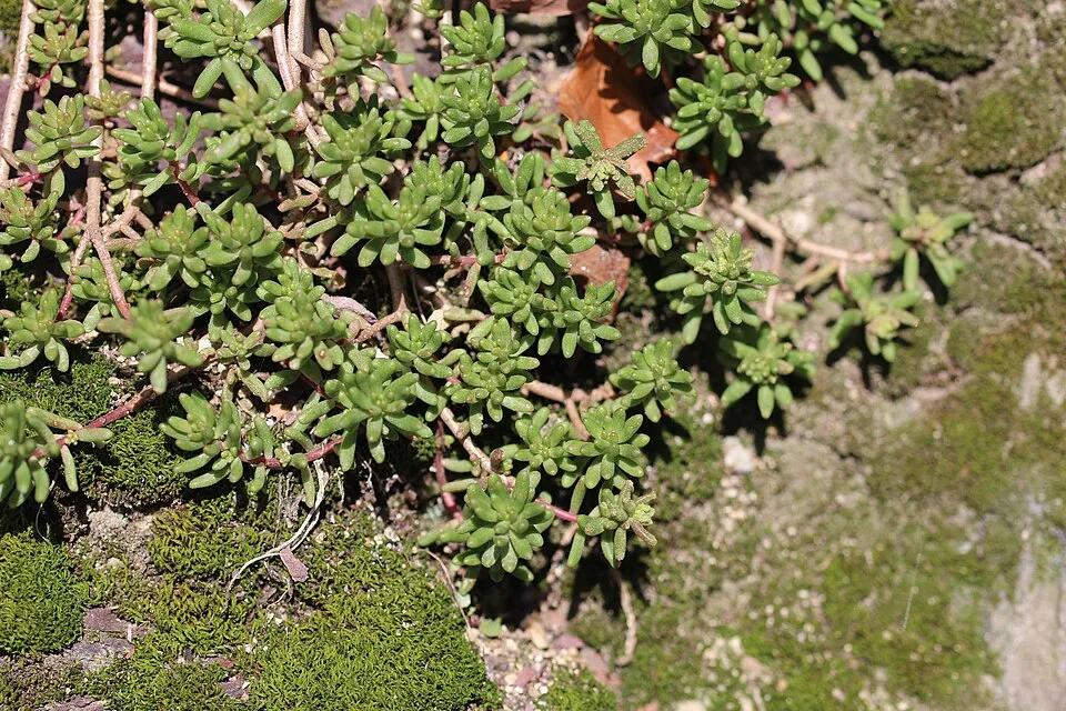 Fehér varjúháj / Sedum album 'Coral Carpet'