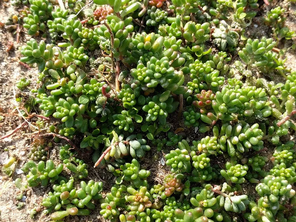 Fehér varjúháj / Sedum album 'Coral Carpet'