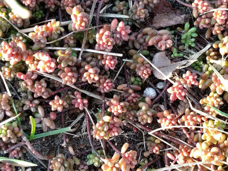 Fehér varjúháj / Sedum album 'Coral Carpet'