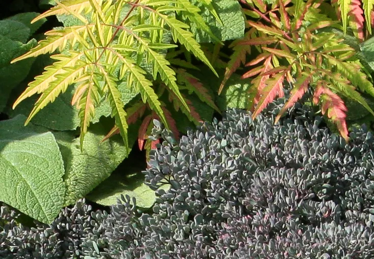 Japán varjúháj / Sedum cauticola 'Bertram Anderson'