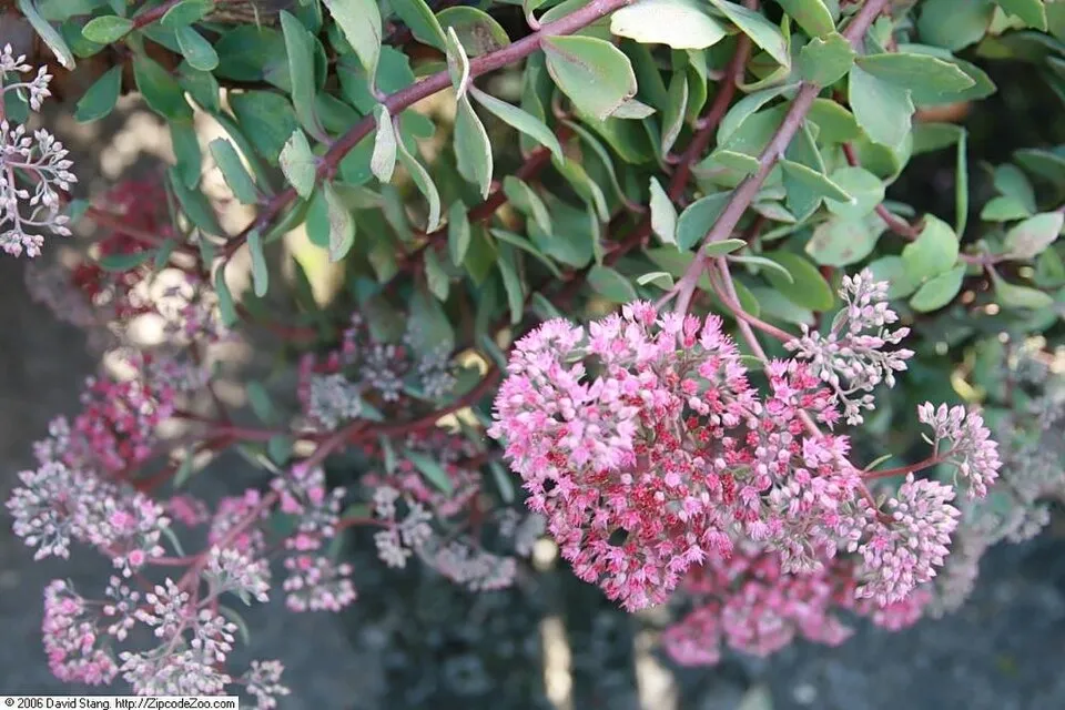 Japán varjúháj / Sedum cauticola 'Bertram Anderson'