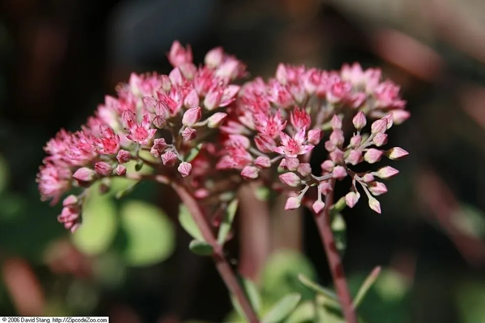 Japán varjúháj / Sedum cauticola 'Bertram Anderson'