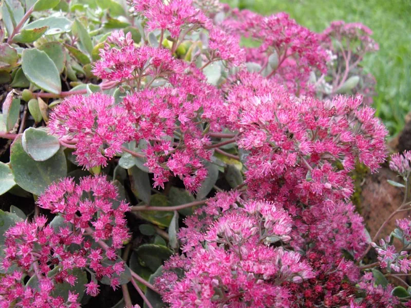 Japán varjúháj / Sedum cauticola 'Lidakense'