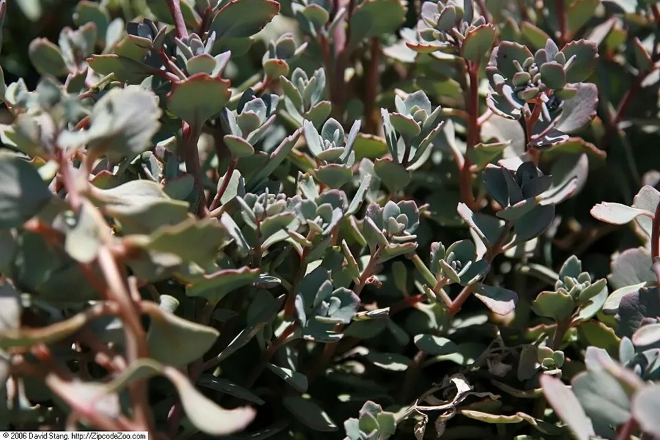 Japán varjúháj / Sedum cauticola 'Lidakense'