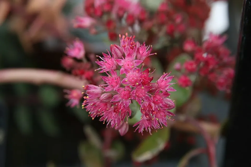 Japán varjúháj / Sedum cauticola 'Robustrum'
