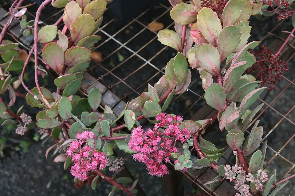 Japán varjúháj / Sedum cauticola 'Robustrum'