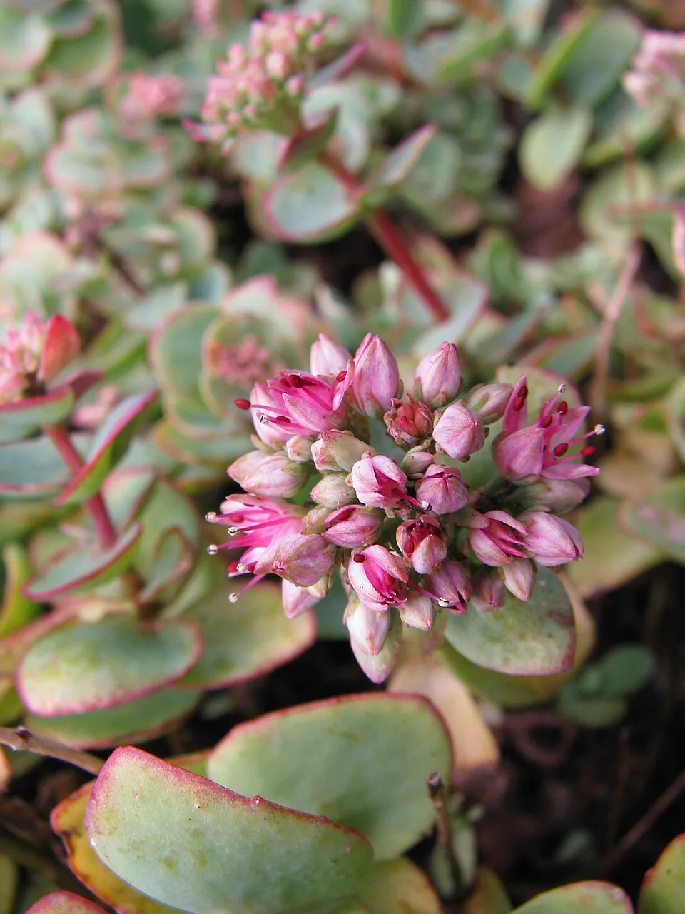 Japán varjúháj / Sedum cauticola 'Robustrum'