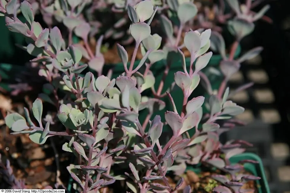 Japán varjúháj / Sedum cauticola 'Robustrum'