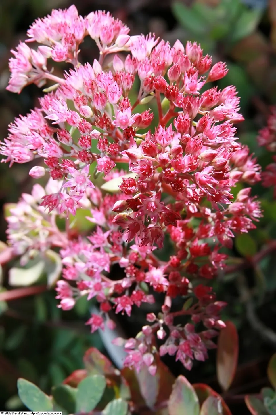 Japán varjúháj / Sedum cauticola 'Robustrum'