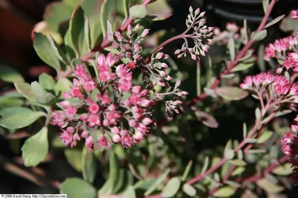 Japán varjúháj / Sedum cauticola 'Robustrum'
