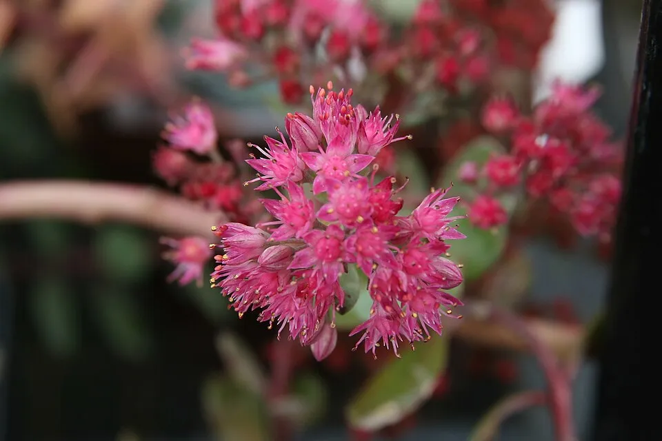 Japán varjúháj / Sedum cauticola 'Robustrum'
