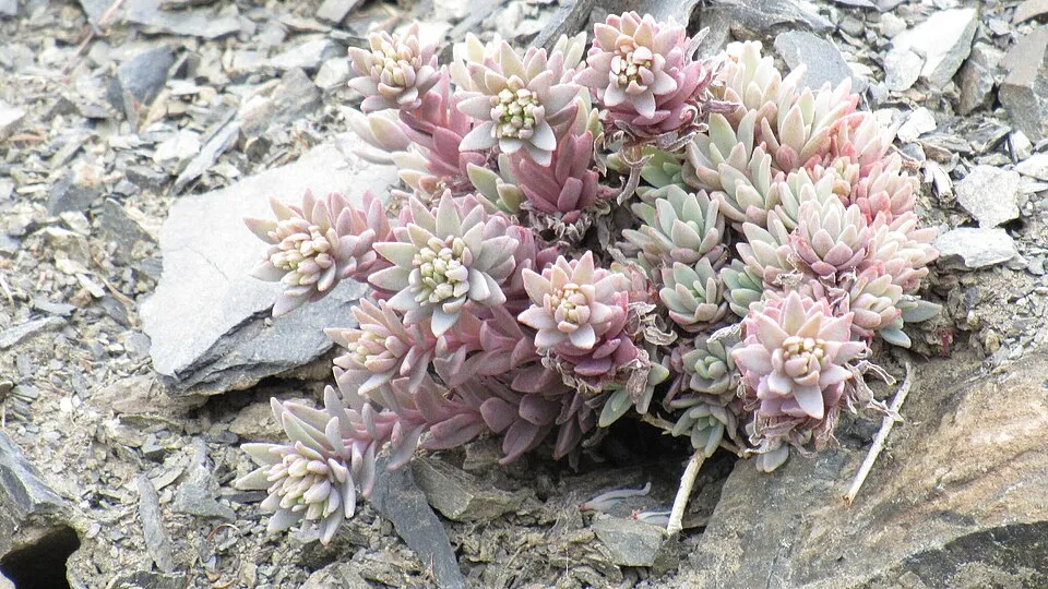 Rózsáskék varjúháj / Sedum cyaneum 'Sachalin'