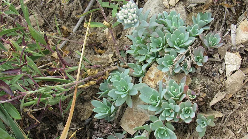 Rózsáskék varjúháj / Sedum cyaneum 'Sachalin'