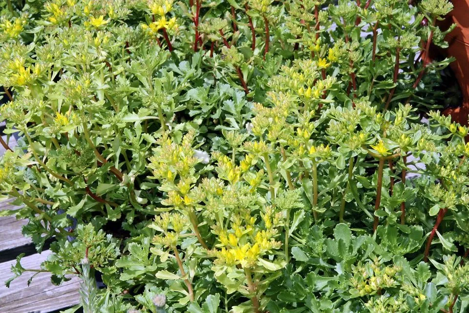Örökzöld varjúháj / Sedum hybridum