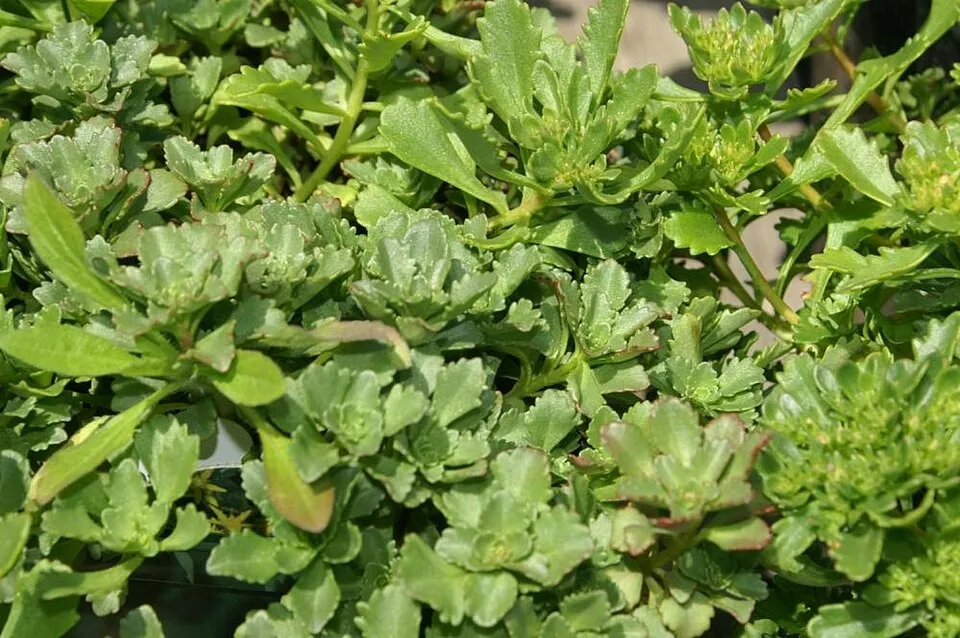 Örökzöld varjúháj / Sedum hybridum
