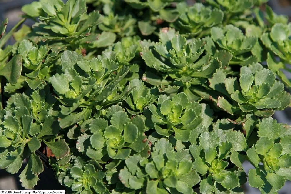 Örökzöld varjúháj / Sedum hybridum