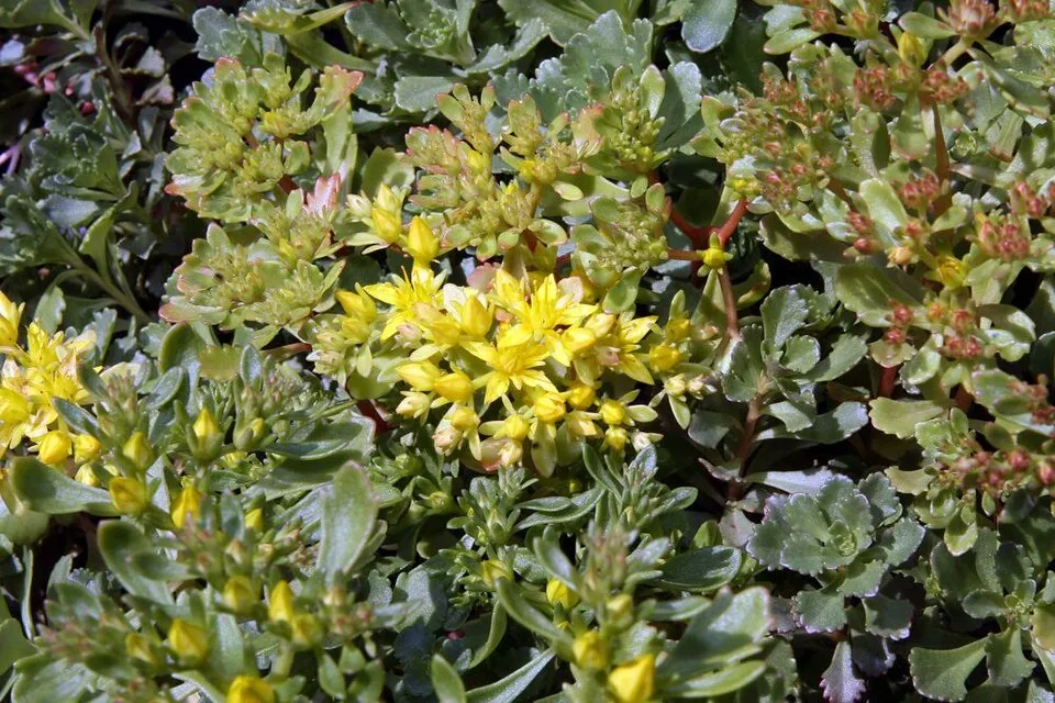 Örökzöld varjúháj / Sedum hybridum