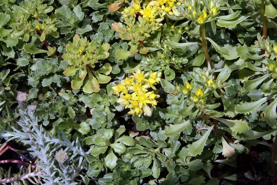 Örökzöld varjúháj / Sedum hybridum