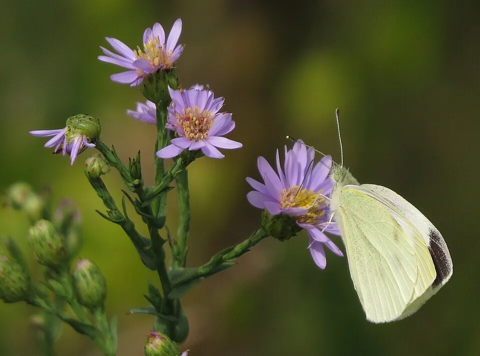 Simalevelű őszirózsa / Aster laevis 'Calliope'