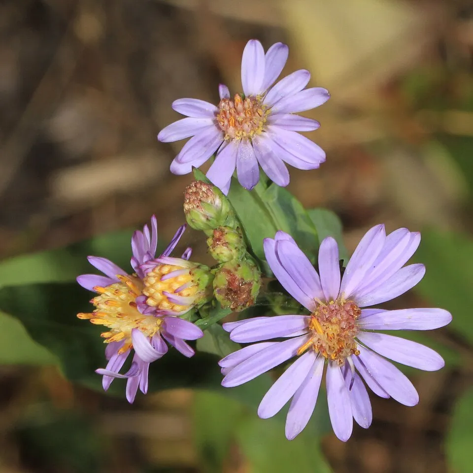 Simalevelű őszirózsa / Aster laevis 'Calliope'