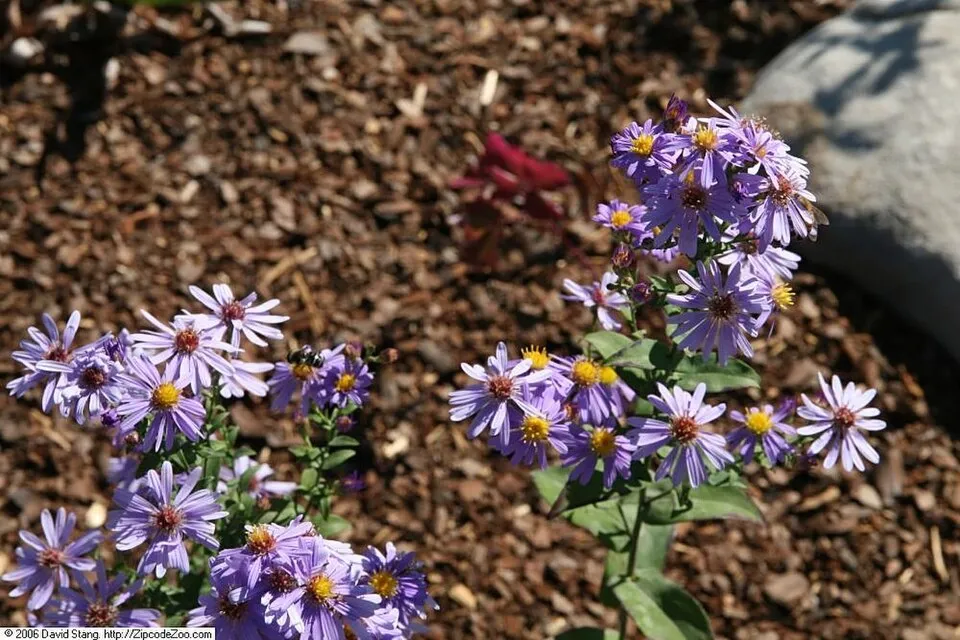Simalevelű őszirózsa / Aster laevis 'Calliope'