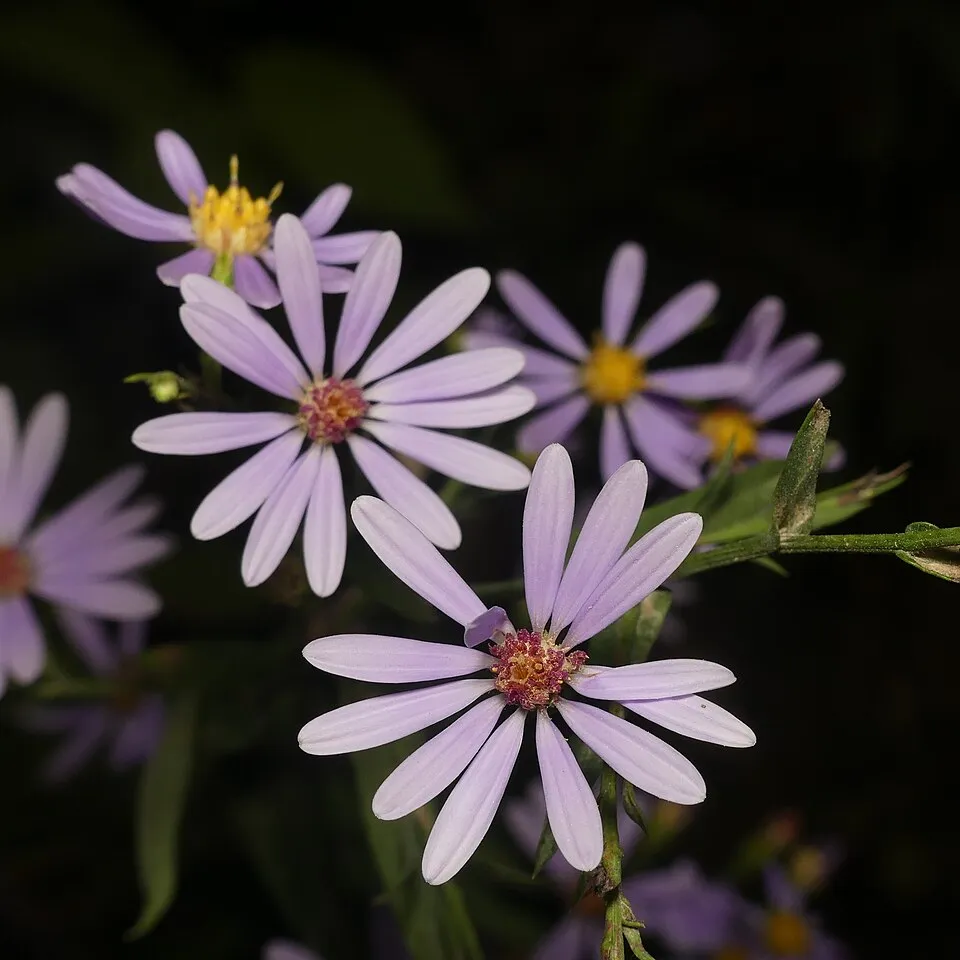 Simalevelű őszirózsa / Aster laevis 'Calliope'