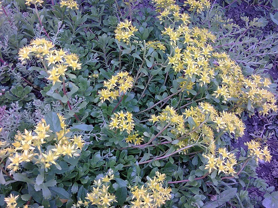 Kamtschatkai varjúháj / Sedum kamtschaticum