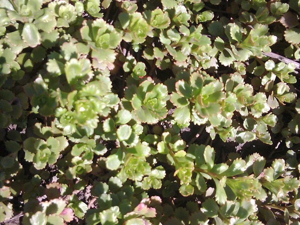 Kamtschatkai varjúháj / Sedum kamtschaticum