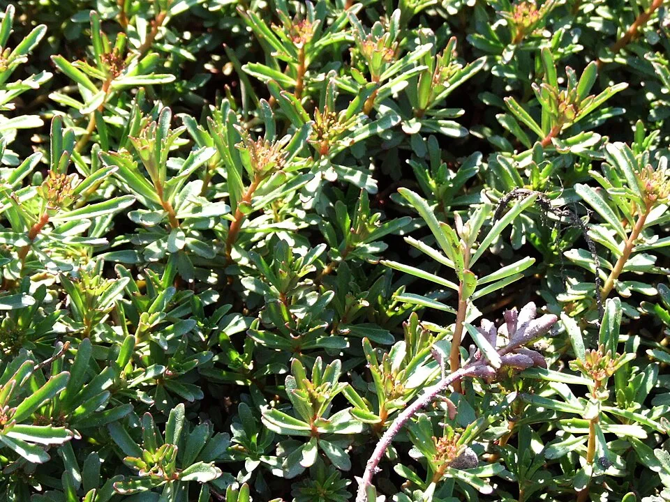 Kamtschatkai varjúháj / Sedum kamtschaticum
