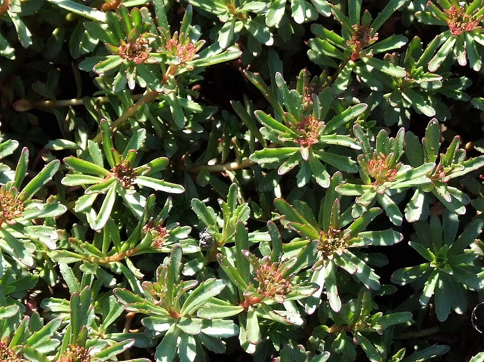 Kamtschatkai varjúháj / Sedum kamtschaticum