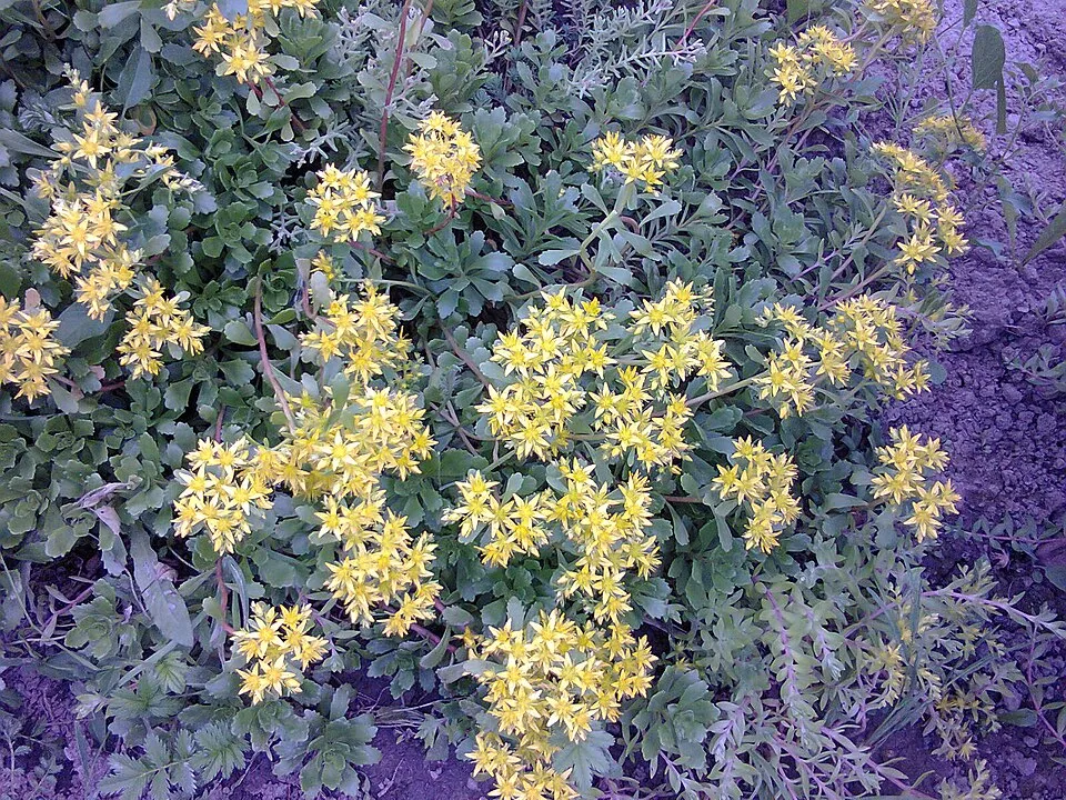 Kamtschatkai varjúháj / Sedum kamtschaticum