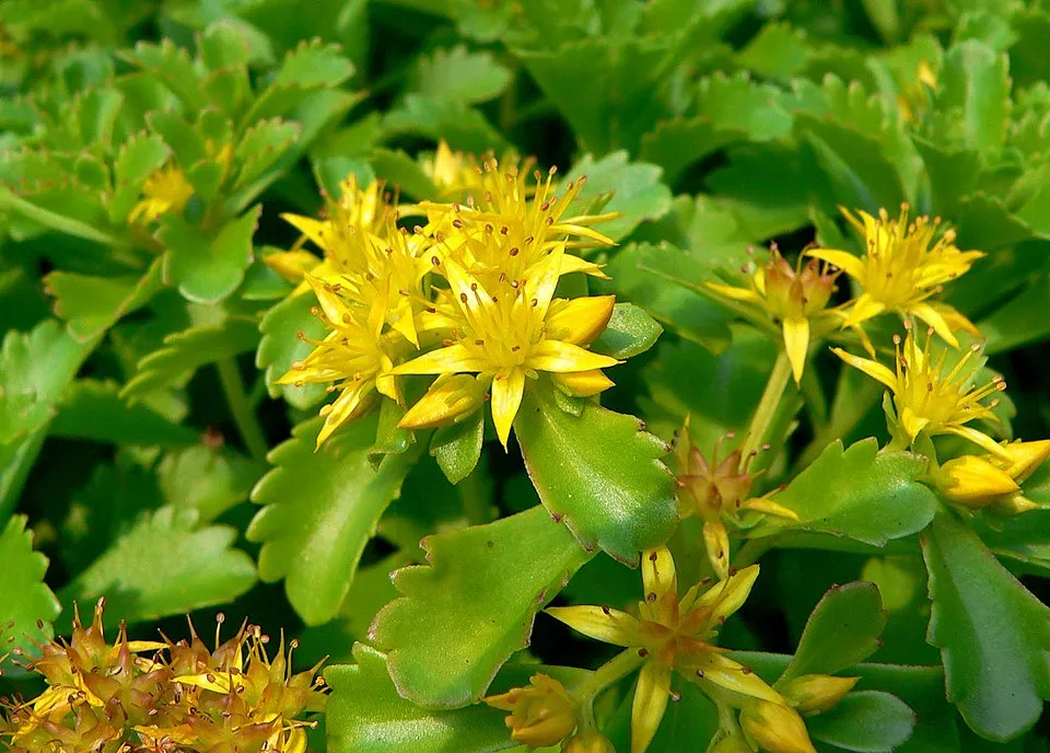 Kamtschatkai varjúháj / Sedum kamtschaticum 'Little Miss Sunshine'