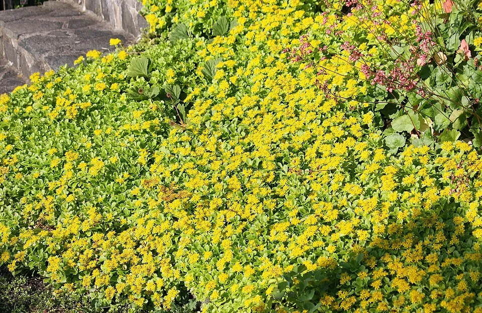 Kamtschatkai varjúháj / Sedum kamtschaticum 'Little Miss Sunshine'