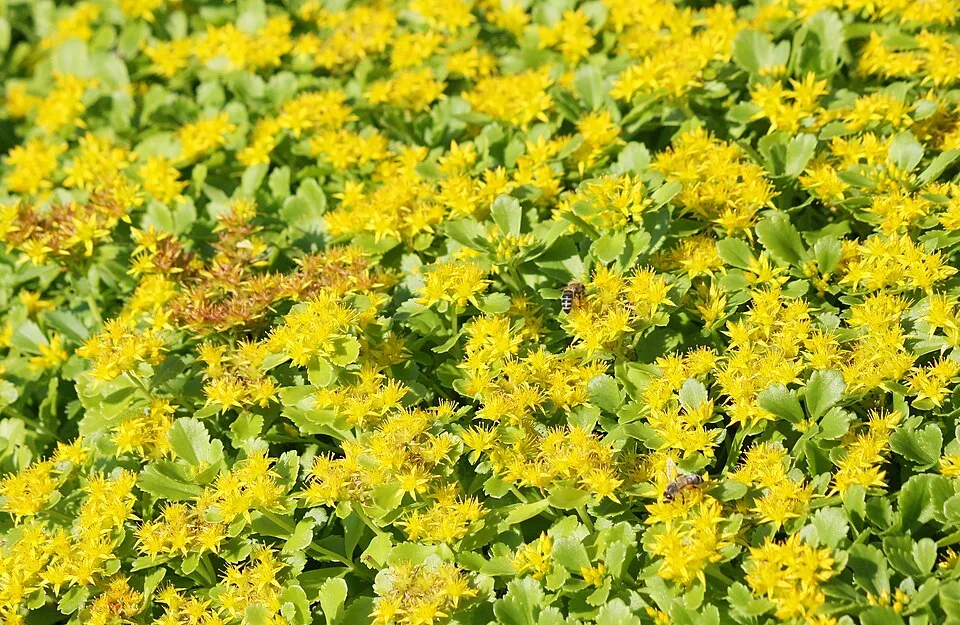 Kamtschatkai varjúháj / Sedum kamtschaticum 'Little Miss Sunshine'